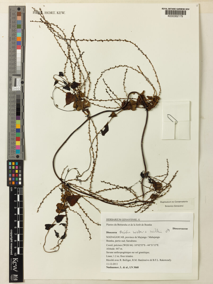 Dioscorea sterilis — photo