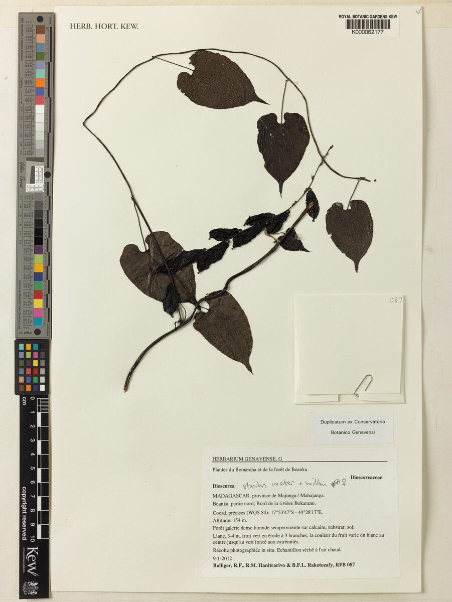 Dioscorea sterilis