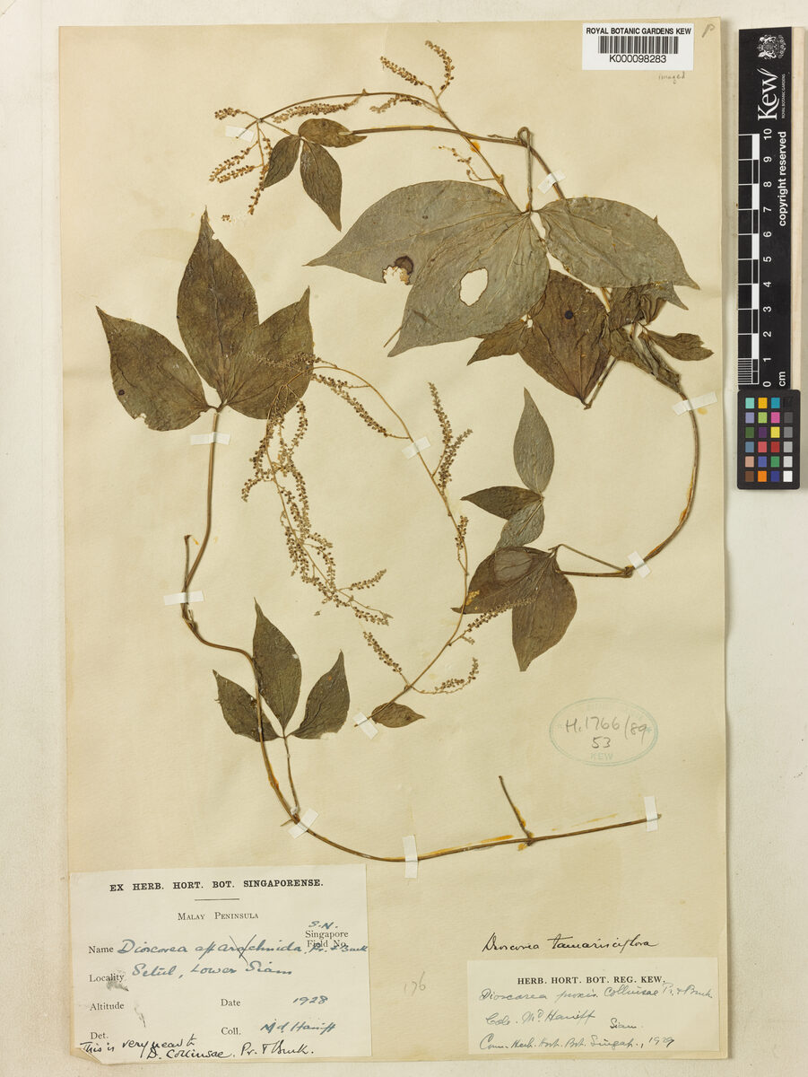 Dioscorea tamarisciflora