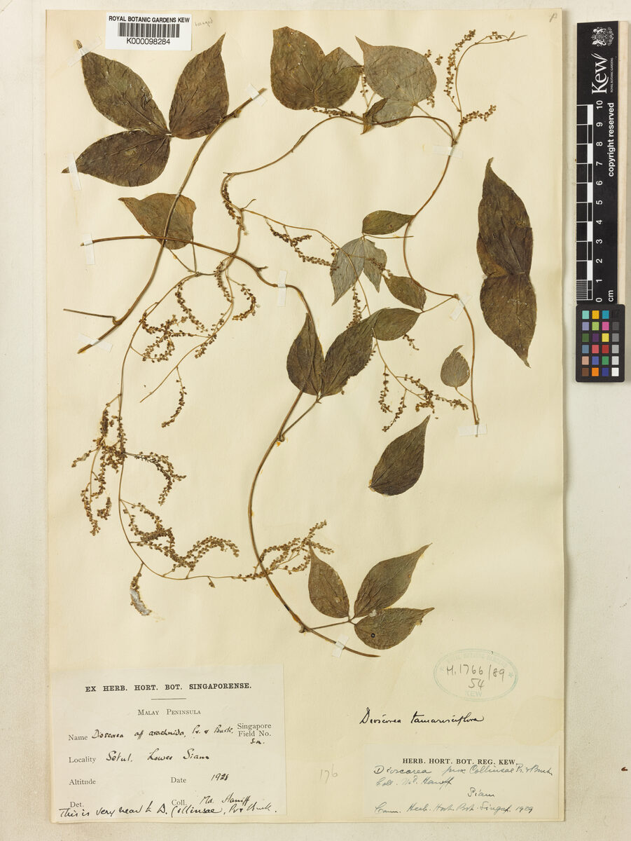 Dioscorea tamarisciflora — photo