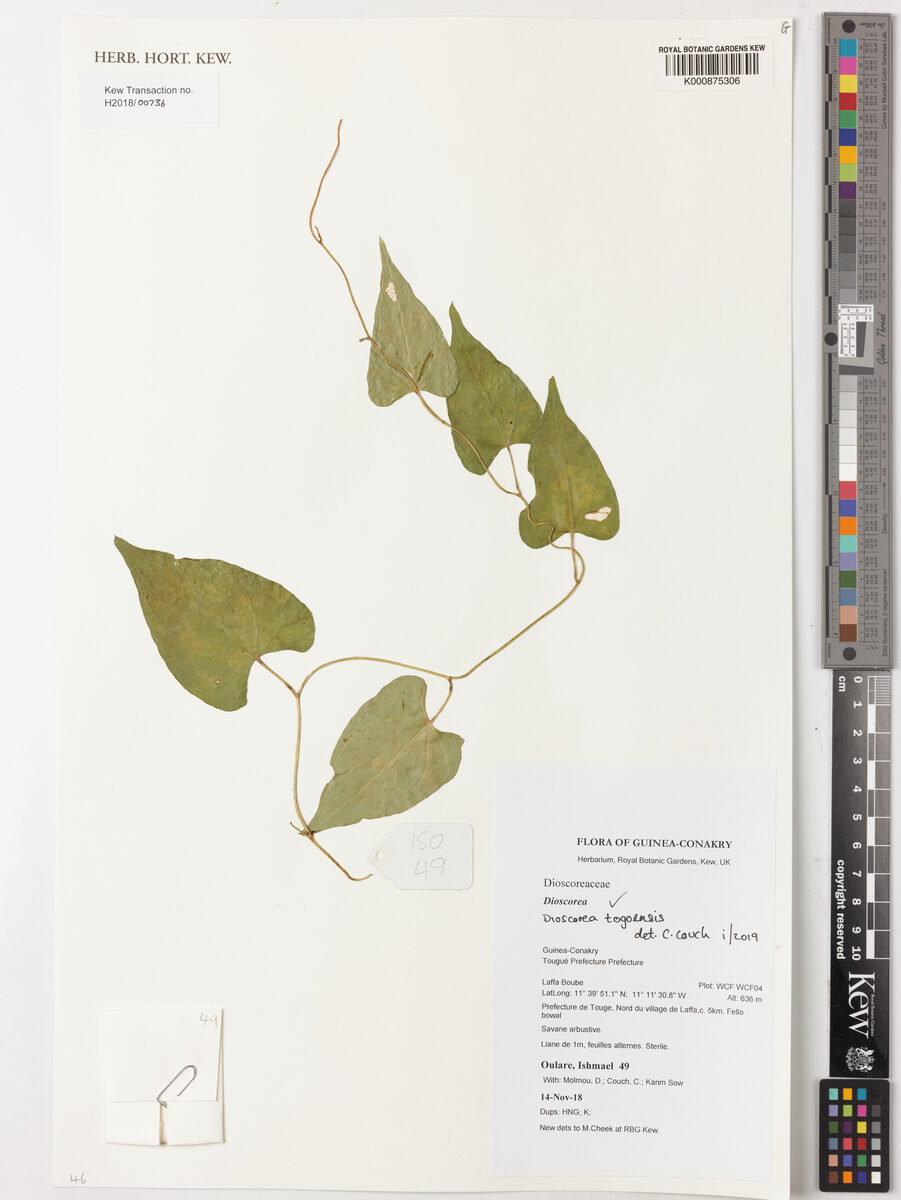 Dioscorea togoensis (Small-leaved yam) — photo