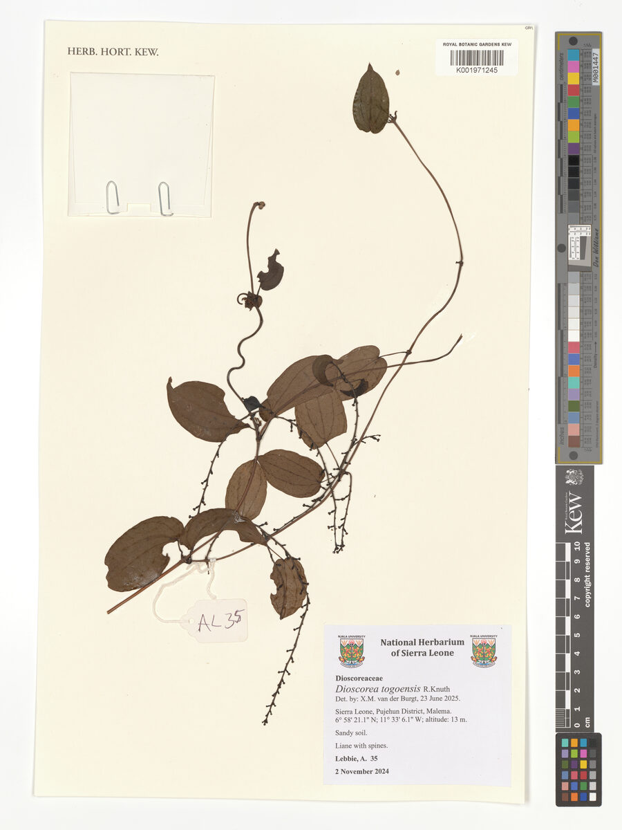 Dioscorea togoensis