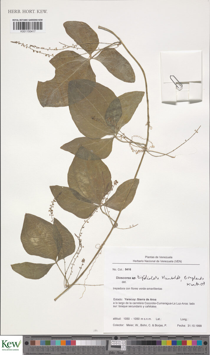 Dioscorea trifoliata — photo