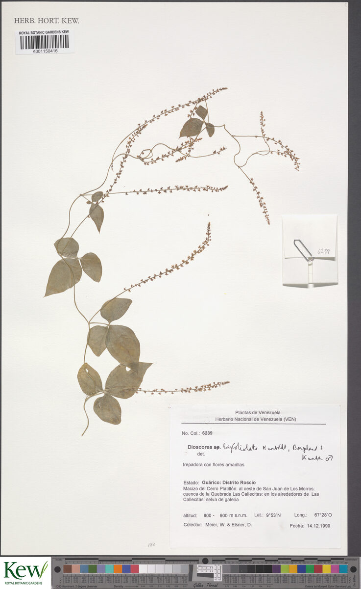 Dioscorea trifoliata — photo