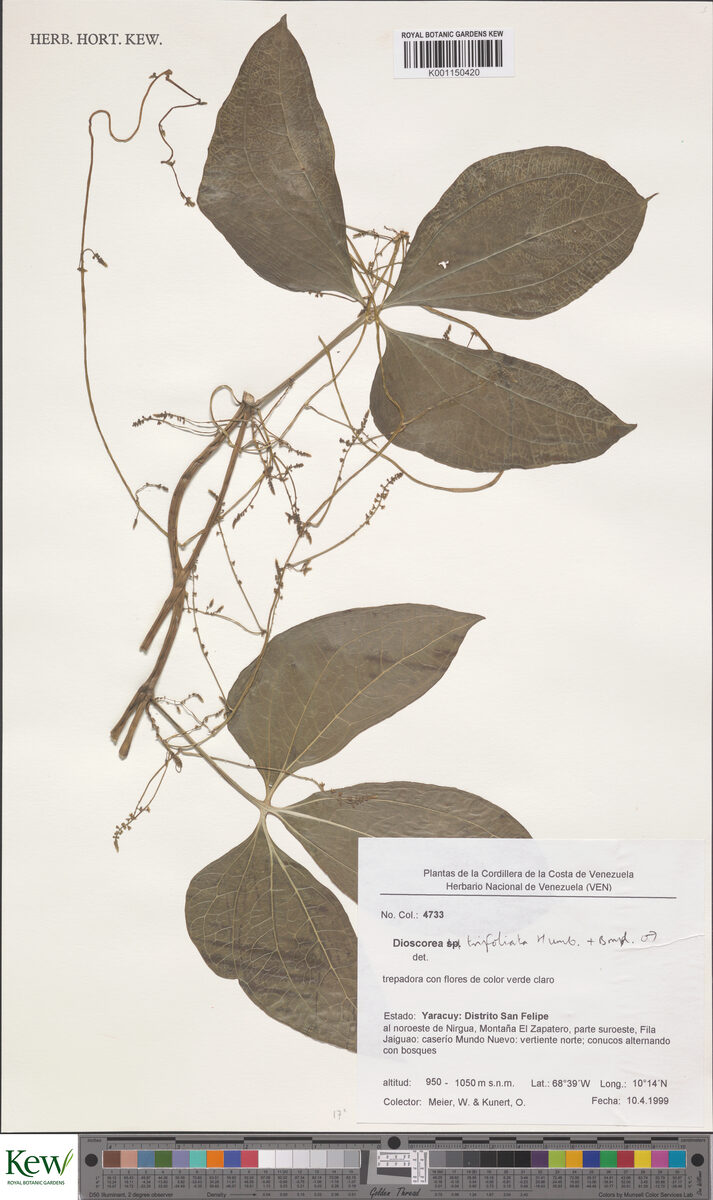 Dioscorea trifoliata