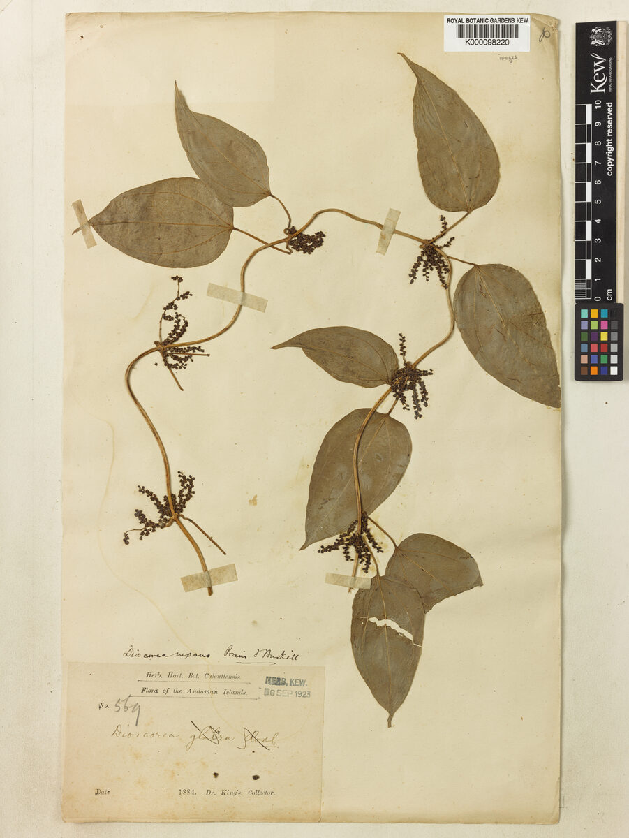 Dioscorea vexans — photo