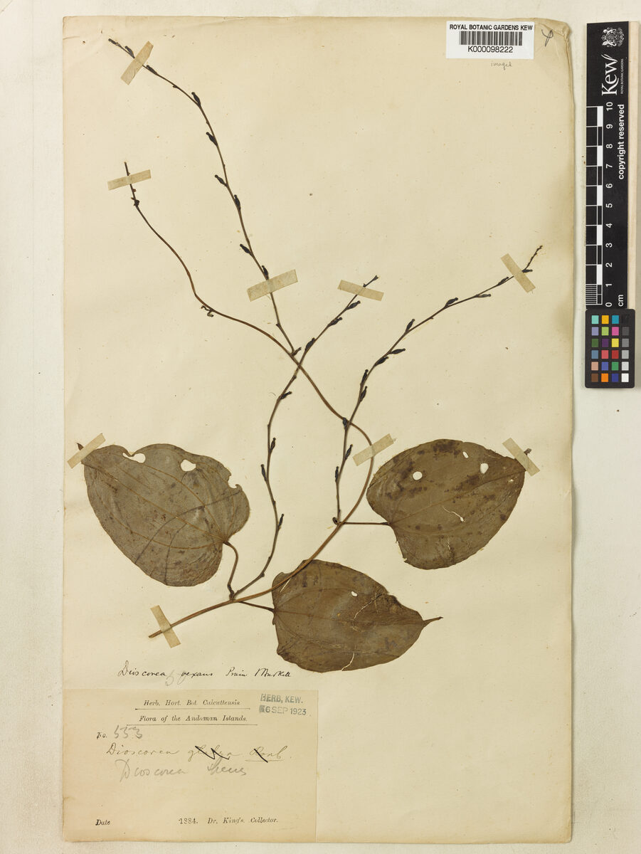 Dioscorea vexans — photo