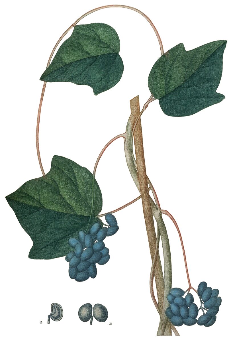 Dioscoreophyllum volkensii (Serendipity berry) — photo