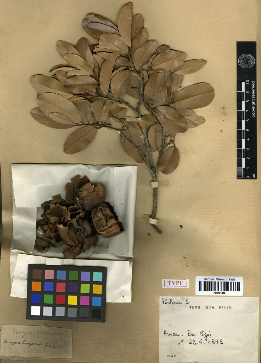 Diospyros bangoiensis (Thi ba ngoi) — photo