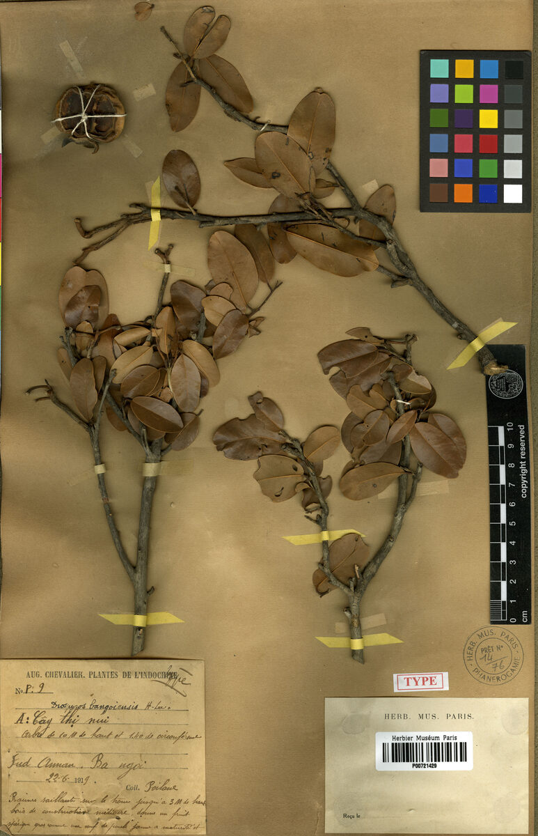 Diospyros bangoiensis (Thi ba ngoi) — photo