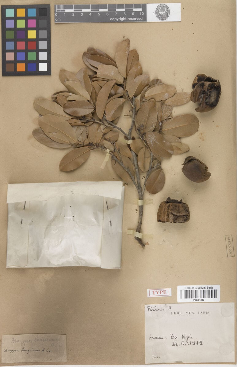 Ebenaceae