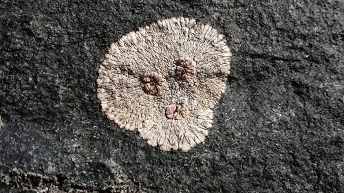 Diospyros brasiliensis