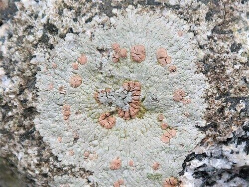 Diospyros brasiliensis (Bull's eye) — photo