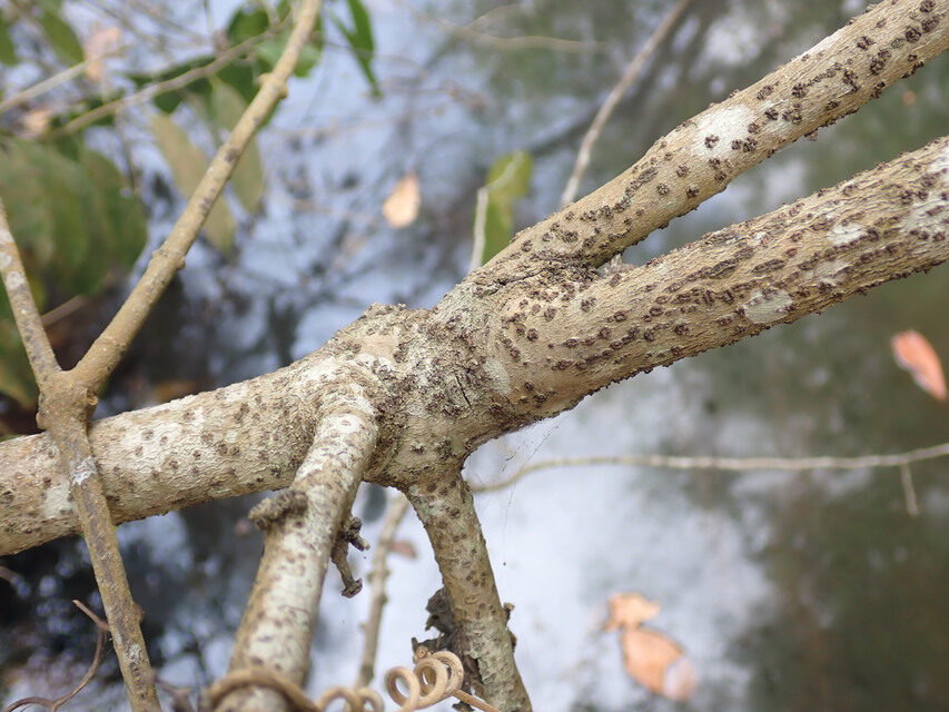 Diospyros canaliculata (Flint bark) — photo
