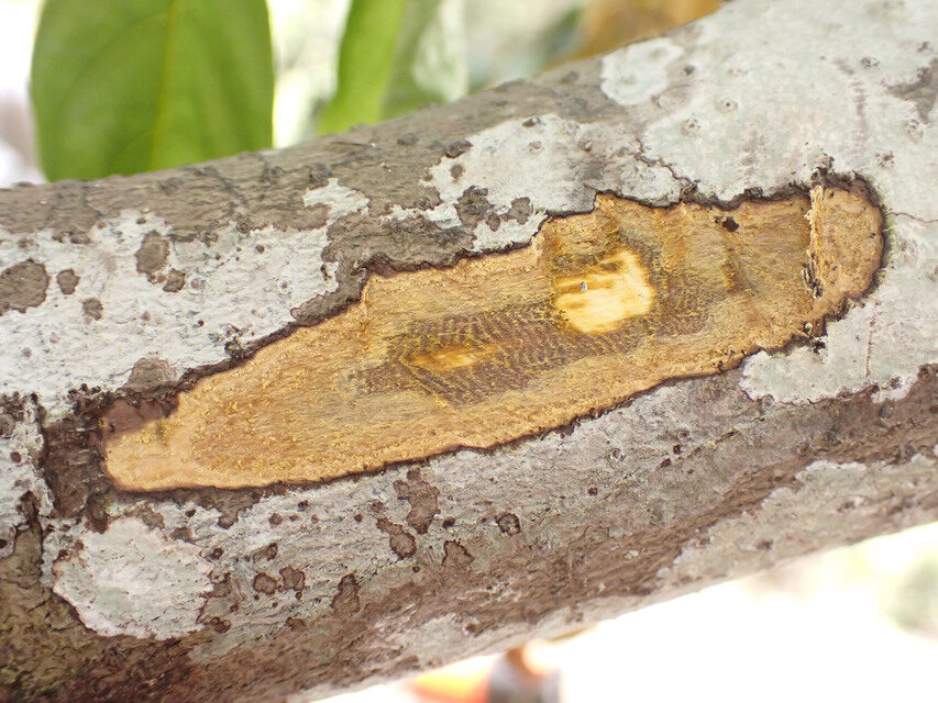 Diospyros canaliculata (Flint bark) — photo