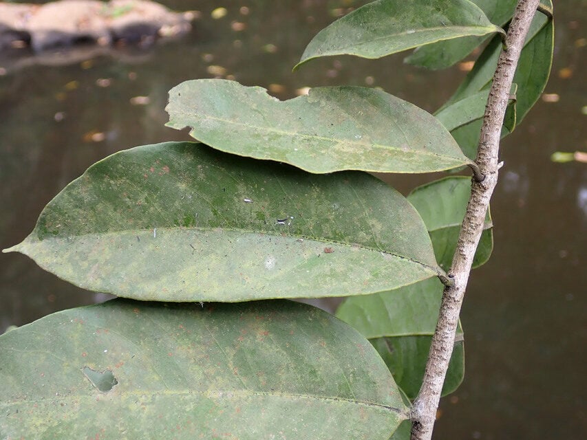 Diospyros canaliculata