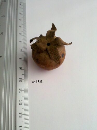 Diospyros conzattii