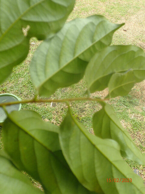 Diospyros dendo (Gaboon persimmon) — photo