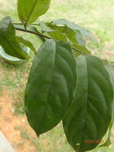 Diospyros dendo (Gaboon persimmon) — photo