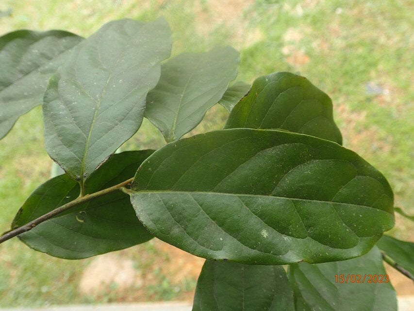 Diospyros dendo