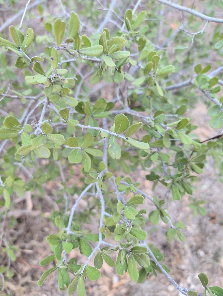 Diospyros digyna (Black Sapote) — photo