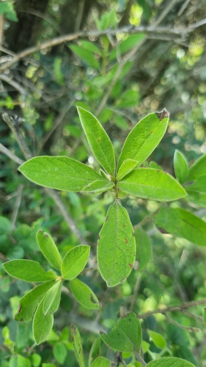 Diospyros digyna (Black Sapote) — photo