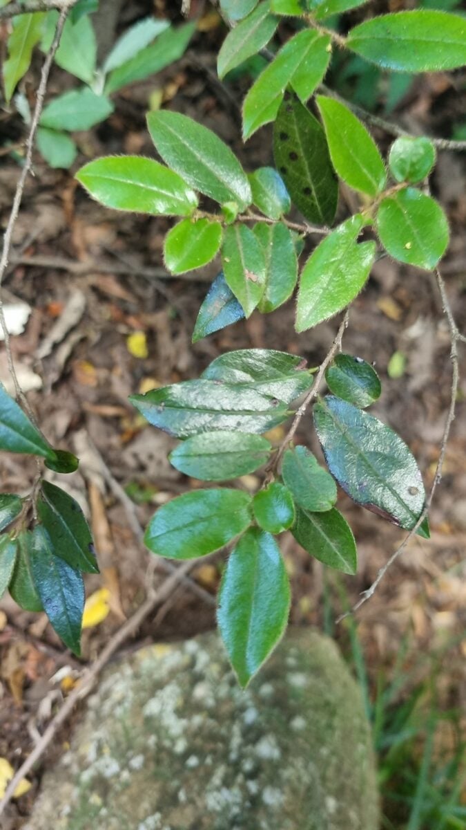 Diospyros digyna