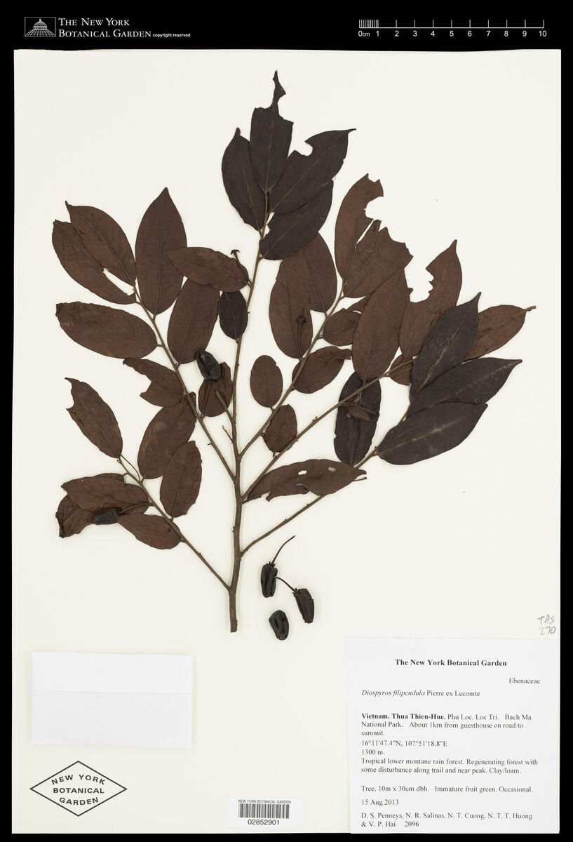 Diospyros filipendula — photo