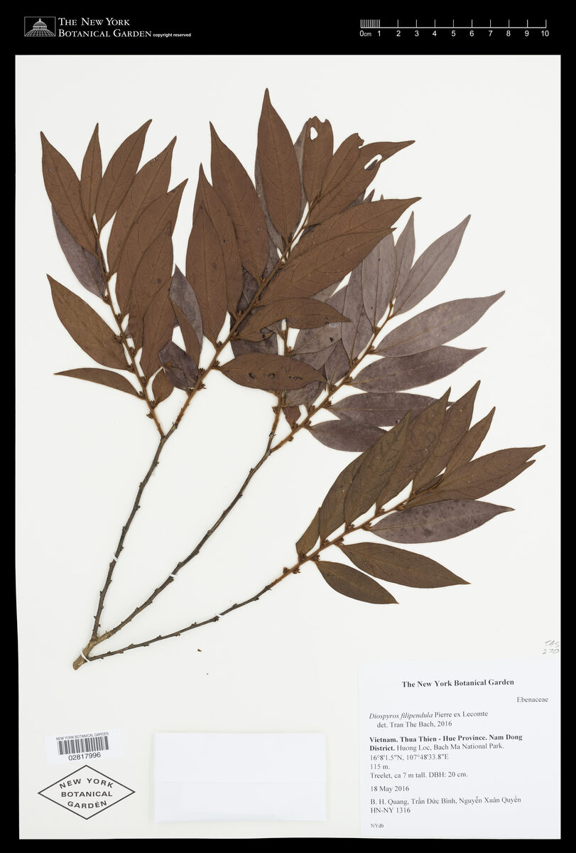 Diospyros filipendula