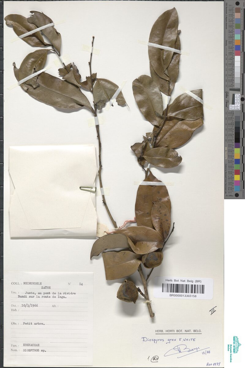 Diospyros grex — photo