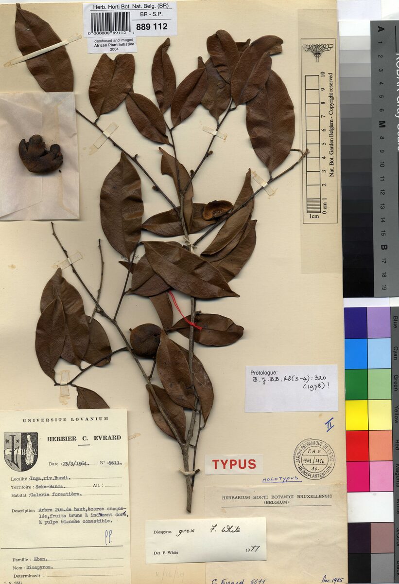 Diospyros grex — photo