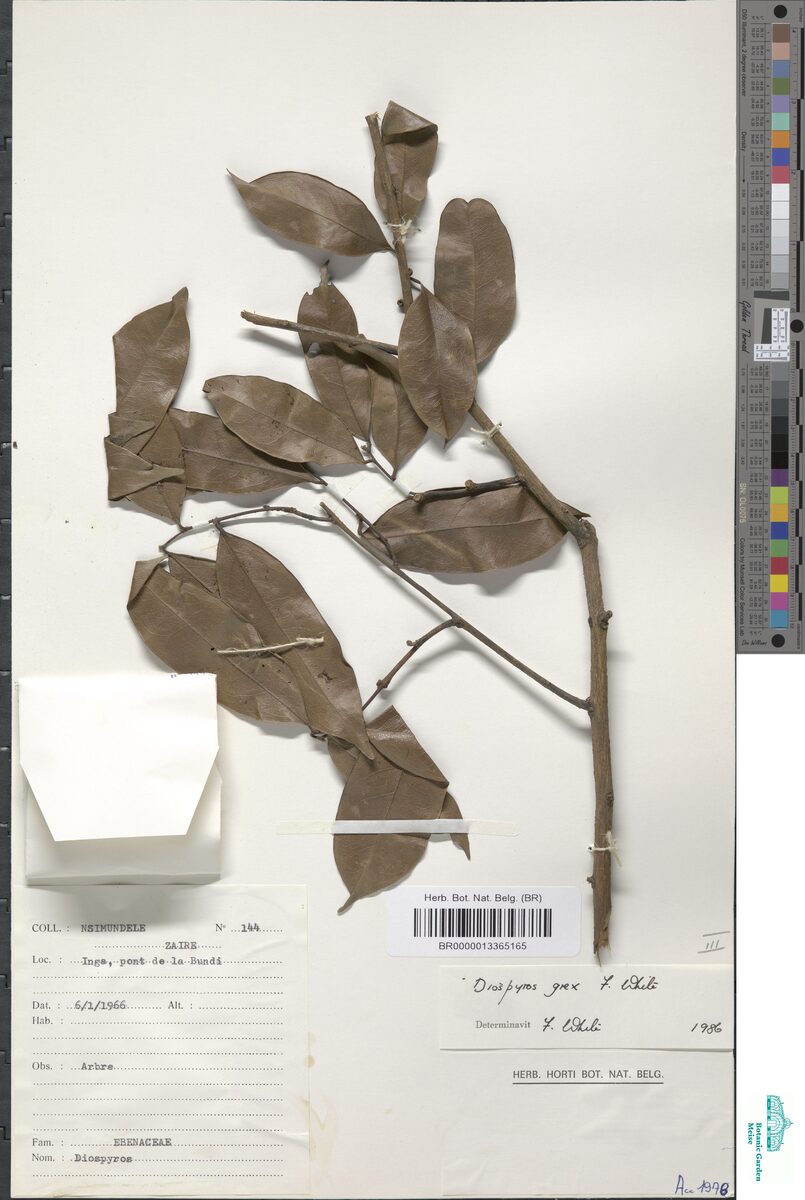 Diospyros grex