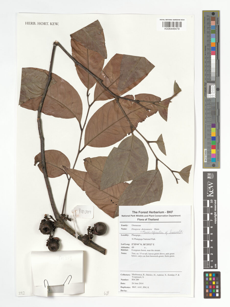 Diospyros hasseltii — photo
