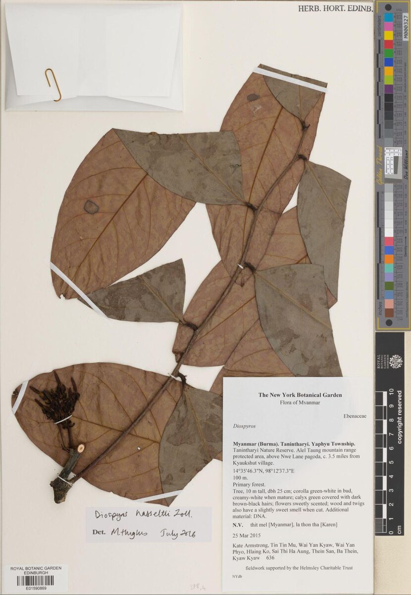 Diospyros hasseltii