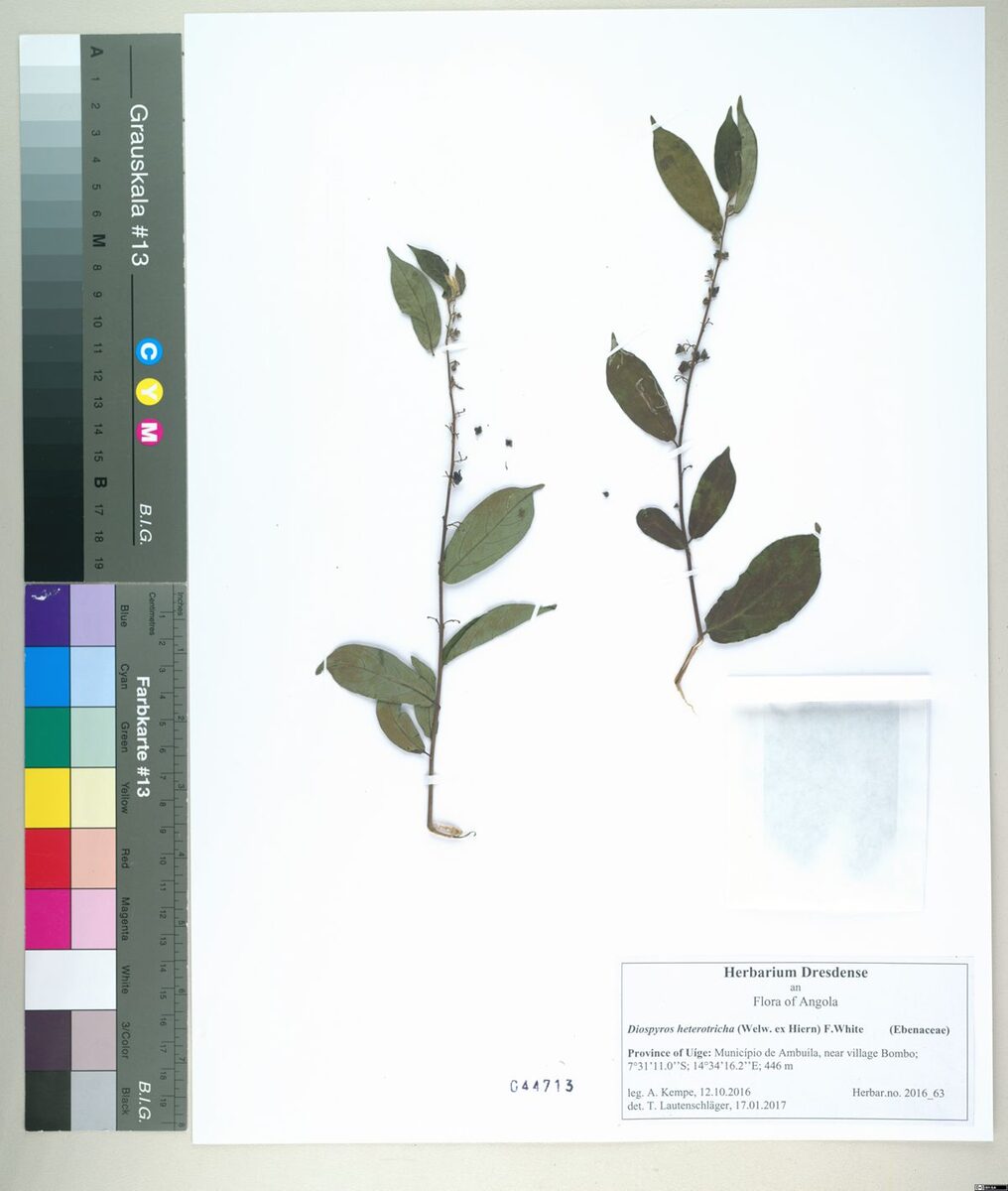 Diospyros heterotricha — photo
