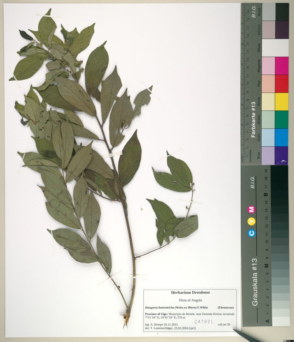 Diospyros heterotricha — photo
