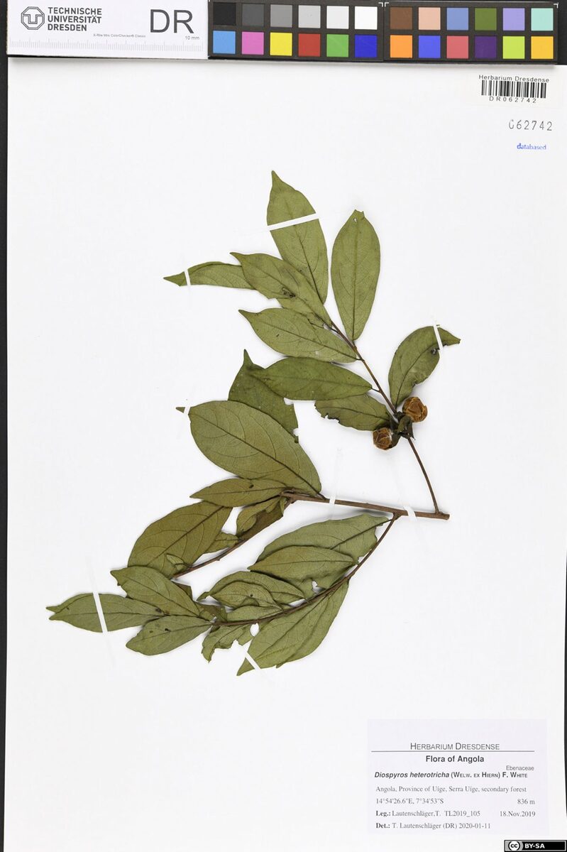 Diospyros heterotricha
