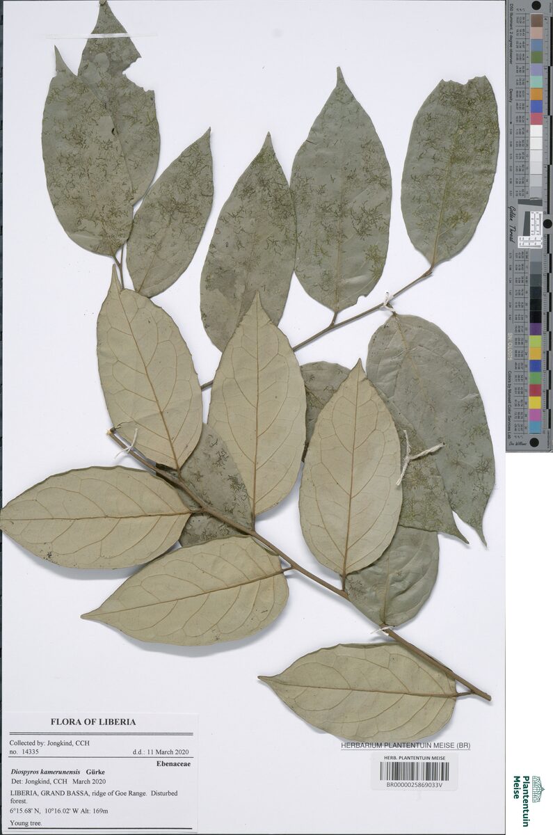 Diospyros kamerunensis (Cameroon ebony) — photo