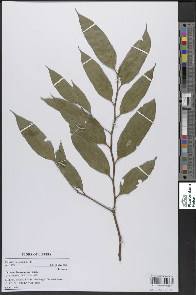 Diospyros kamerunensis