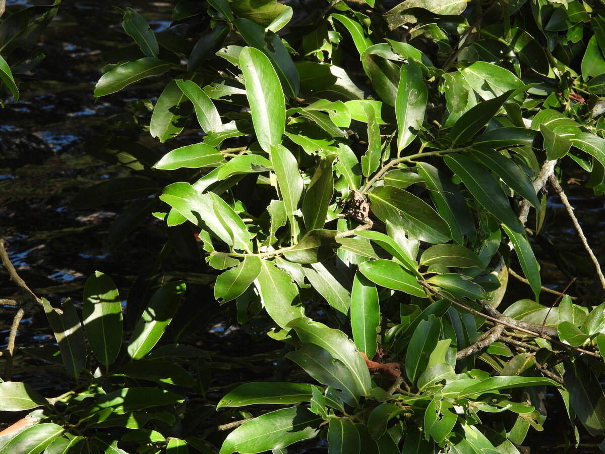 Diospyros malabarica - (Desr.) Kostel. (Indian Persimmon) — photo