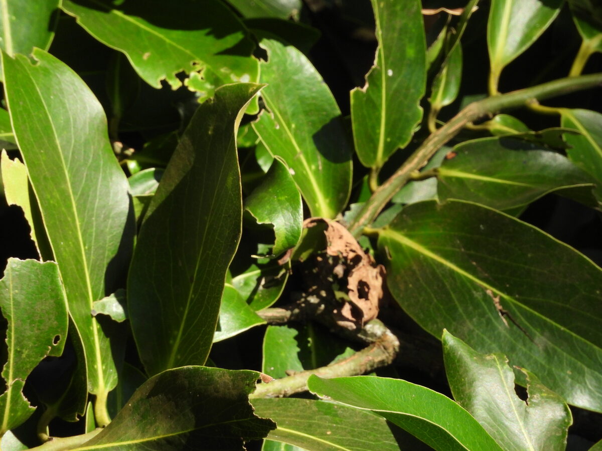Diospyros malabarica - (Desr.) Kostel. (Indian Persimmon) — photo