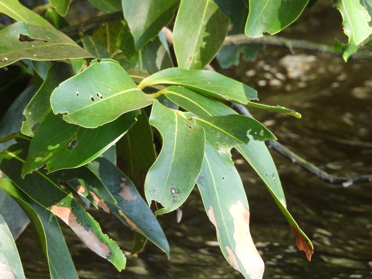 Diospyros malabarica - (Desr.) Kostel.