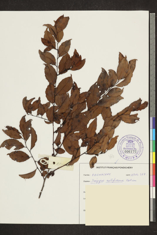 Diospyros neilgerrensis — photo