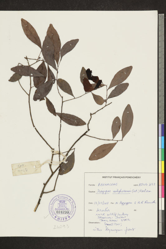 Diospyros neilgerrensis — photo