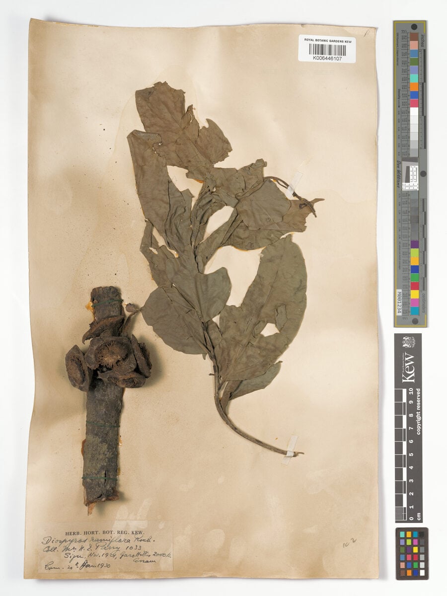 Diospyros ramiflora — photo