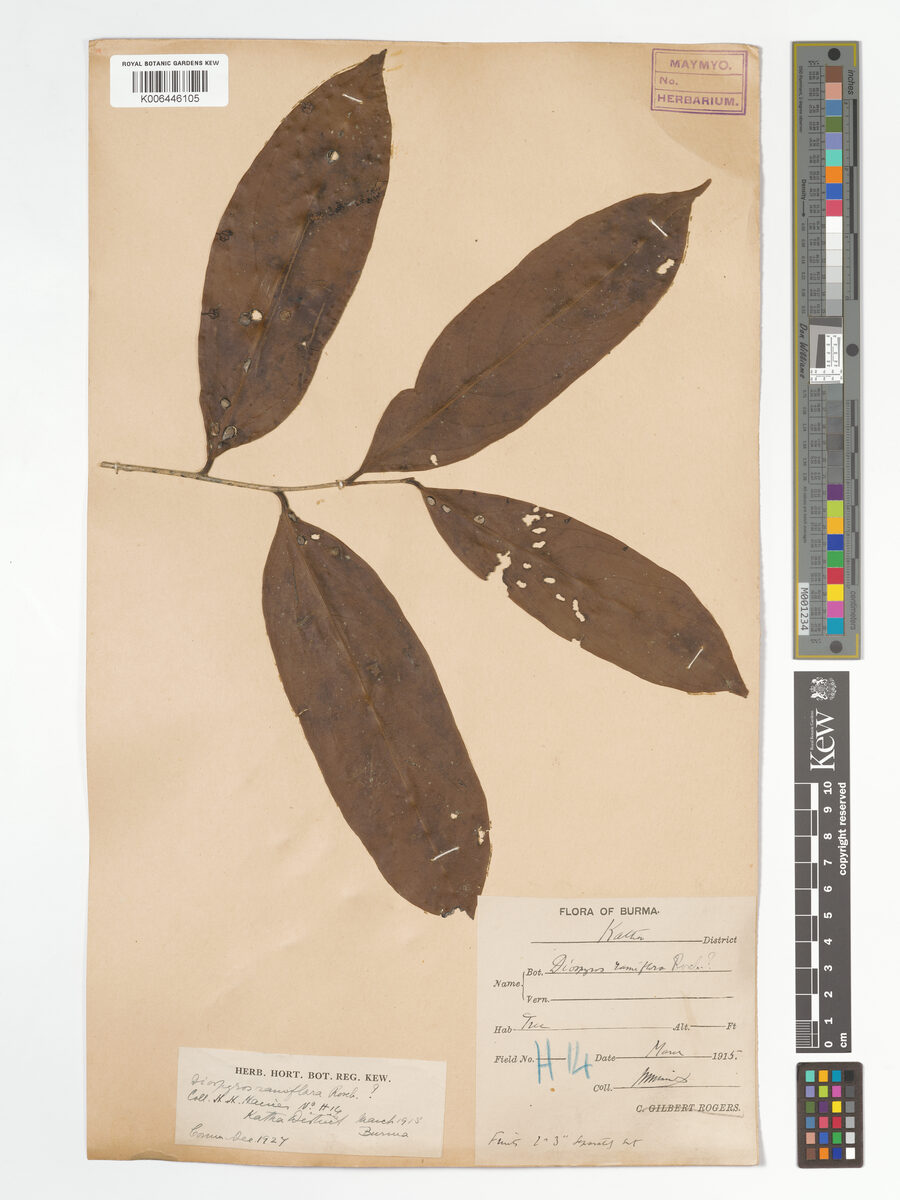 Diospyros ramiflora — photo
