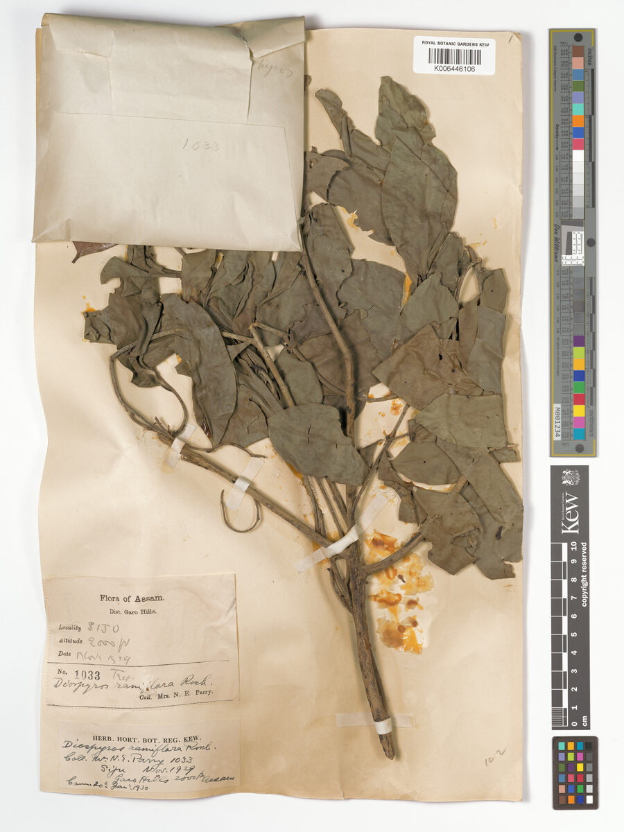 Diospyros ramiflora