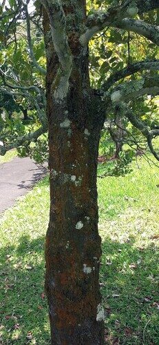 Diospyros tessellaria (Black ebony) — photo