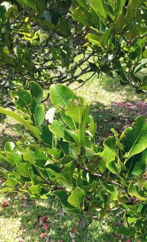 Diospyros tessellaria (Black ebony) — photo