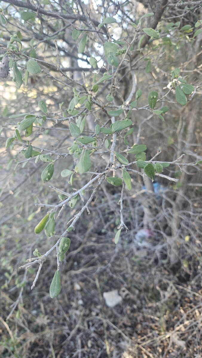 Diospyros texanum